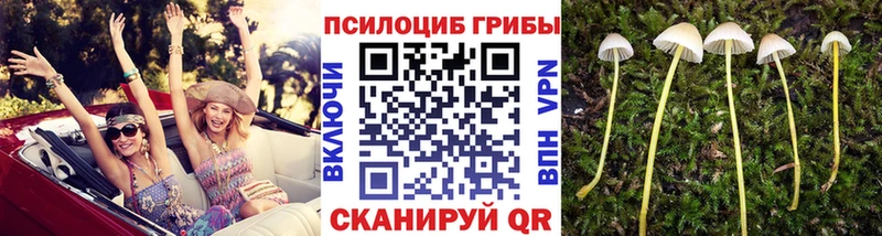 Купить  Орехово-Зуево  Галлюциногенные грибы MAGIC MUSHROOMS 